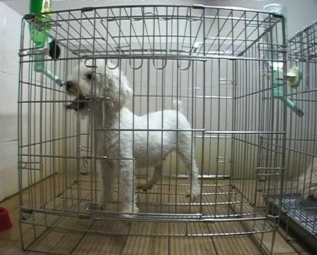 Poodle in cage. Stock Footage 118671