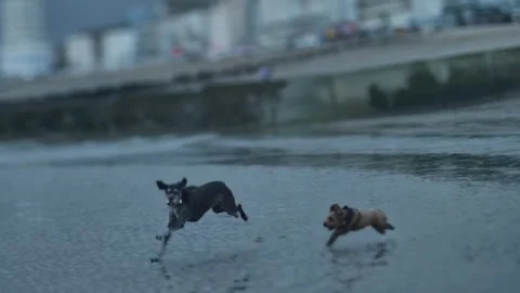 A Poodle chases a German Wirehaired Pointer dog on a beach slow motion Stock Footage 289385013