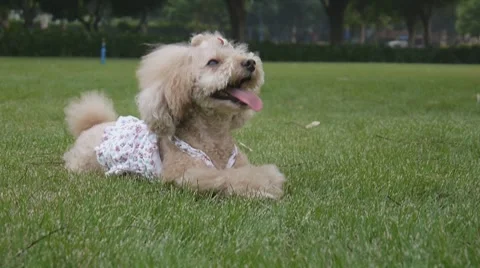 Poodle dog Stock Footage 8639937