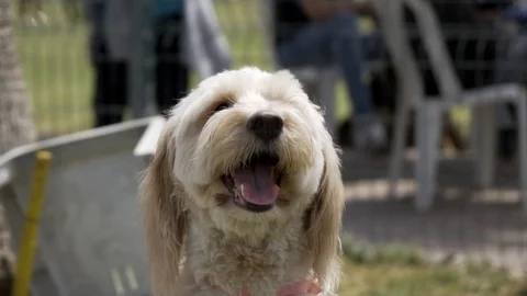 Poodle dog Stock Footage 107190725
