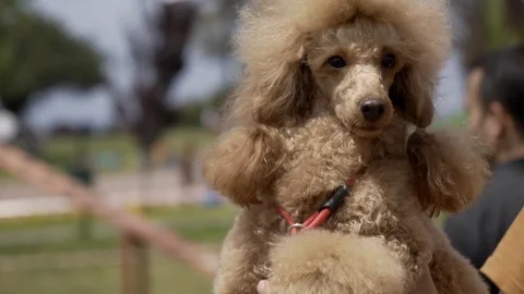 Poodle dog Stock Footage 107193825