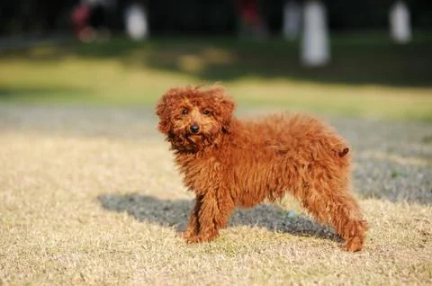 Poodle dog Stock Photos