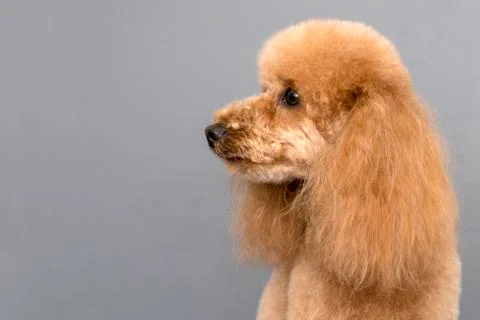 Poodle dog Stock Photos