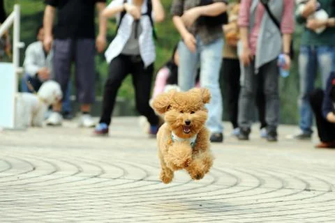Poodle dog running Stock Photos