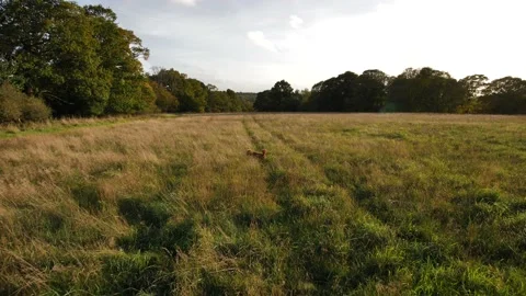 Poodle dog running through long grass in the countryside slow motion 4K Stock Footage 220013863