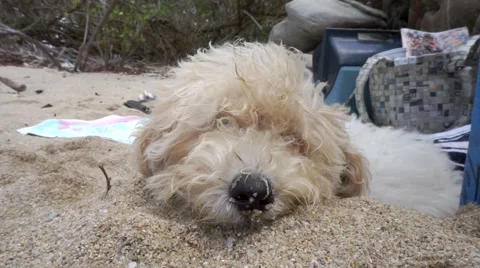 Poodle dog sleeping on the beach Video stock 46414743