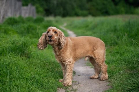 Poodle dog standing on a path through a green meadow, happy pet enjoying nature Stock Photos