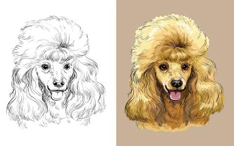 Poodle dog vector illustration close up portrait Stockillustratie
