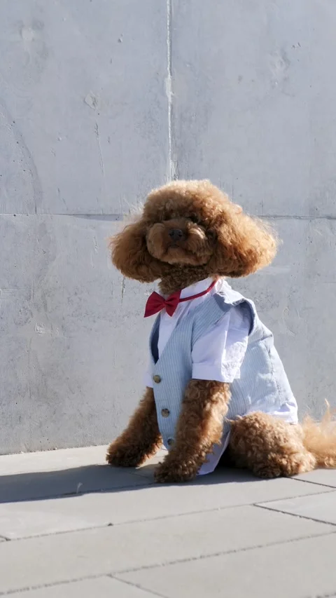 Poodle dressed in a stylish suit and bow tie. Stylish dog fashion Stock Footage 307840775