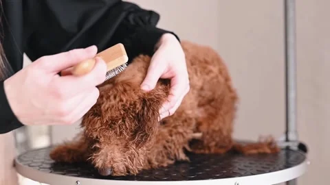 Poodle experiences pain during drying session in pet salon due to sensitive skin Stock Footage 305652960