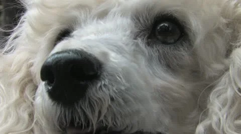 Poodle Face Video stock 11408058