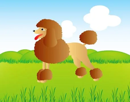 Poodle on field Stock Illustration