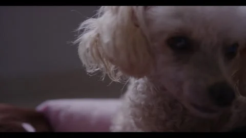 Poodle Stock Footage 282599188