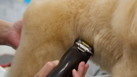 A poodle is getting its side clipped with a close-up clipper Stock-Footage 301390080