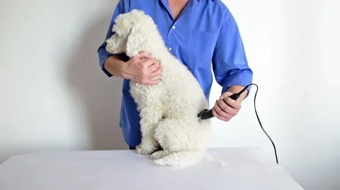 Poodle grooming Stockbeeldmateriaal 58598283