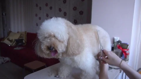 Poodle grooming at the salon for dogs Stock Footage 73377458