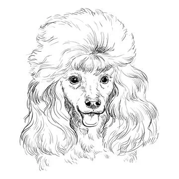Poodle hand drawing dog vector isolated illustration Stock Illustration