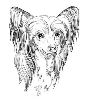 Poodle hand drawing dog vector isolated illustration Stock Illustration