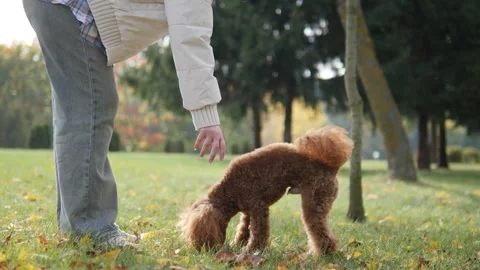 The poodle happily plays in the park while her owner stands nearby and pets her Stock Footage 291435767