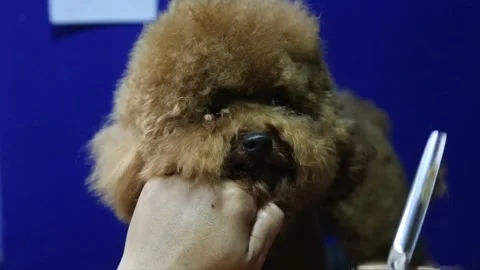 A poodle is having its fur cut using scissors Stock Footage 299359433