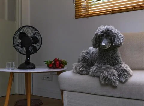 Poodle in home Stock Photos