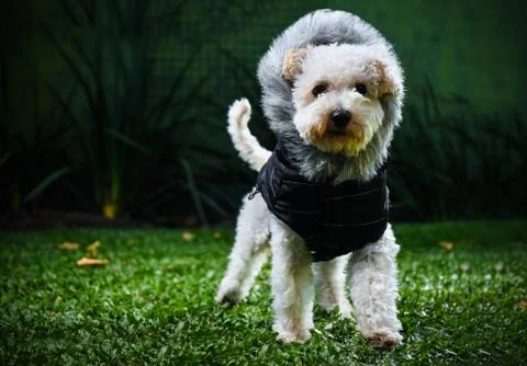 Poodle jacket 写真素材