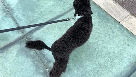 Poodle on a leash walks Video stock 230939582