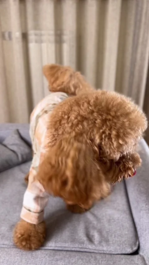 Poodle looking around and moving slightly in a curious and relaxed manner in an Stock Footage 338206498