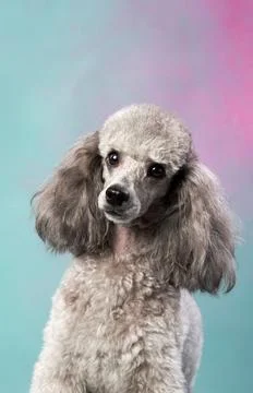 Poodle looking curious on soft gradient backdrop 写真素材