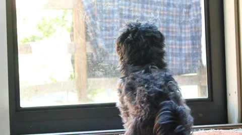 Poodle looking out window POV from behind Video stock 8666409