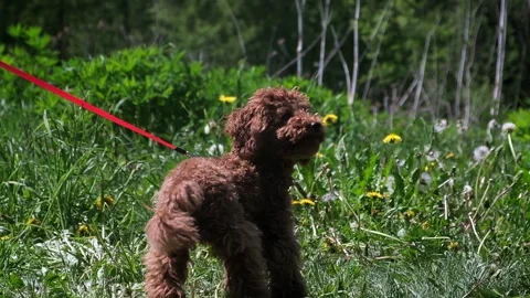 Poodle mini red Brown, dog playing in nature,dog in the grass in the sun Stock Footage 243382377