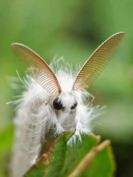 Poodle moth Stock Photos