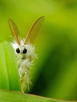 Poodle moth Stock Photos
