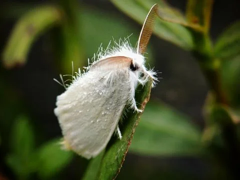 Poodle moth Stock Photos