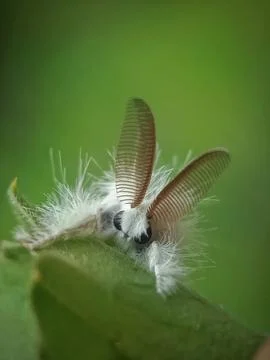 Poodle moth Stock Photos