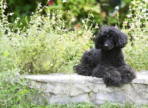 Poodle in nature Stock Photos
