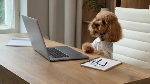 Poodle performing attentive home office routine at desk Stock Footage 338064744
