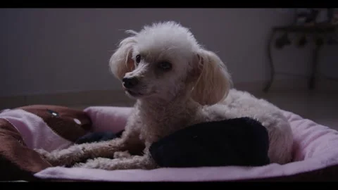 Poodle pet chilling Stock Footage 282599179