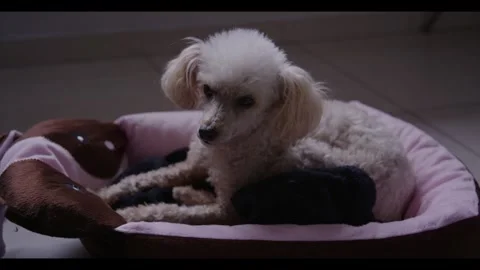 Poodle pet chilling Stock Footage 282599183