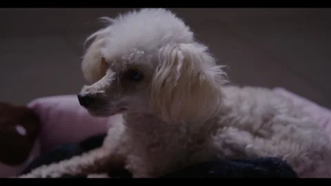 Poodle pet chilling Stock Footage 282599186