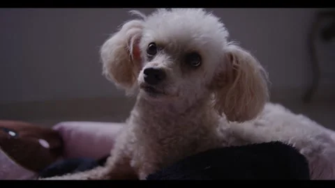 Poodle pet chilling Stock Footage 282599187