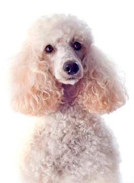 Poodle Stock Photos