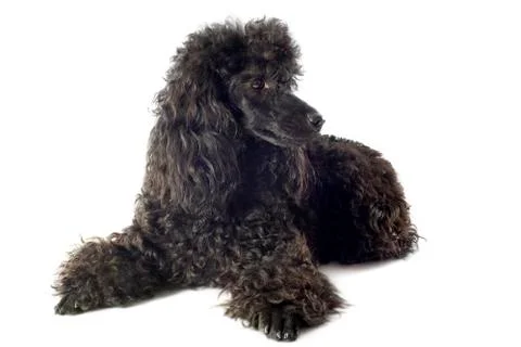 Poodle Stock Photos