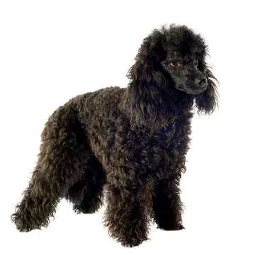 Poodle Stock Photos