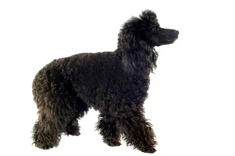 Poodle Stock Photos