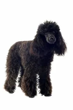 Poodle Stock Photos