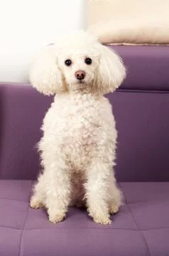 Poodle Stock Photos
