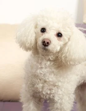 Poodle Stock Photos