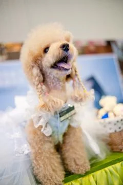Poodle Stock Photos