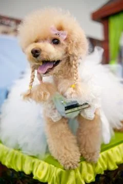 Poodle Stock Photos